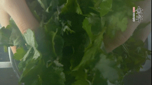 【面皮】1.鍋中水開時，放挑揀好的艾草和一撮小蘇打，第一遍煮開后倒掉，重新加水大火煮開后，小火煮1小時。煮爛的艾草用紗布瀝干。